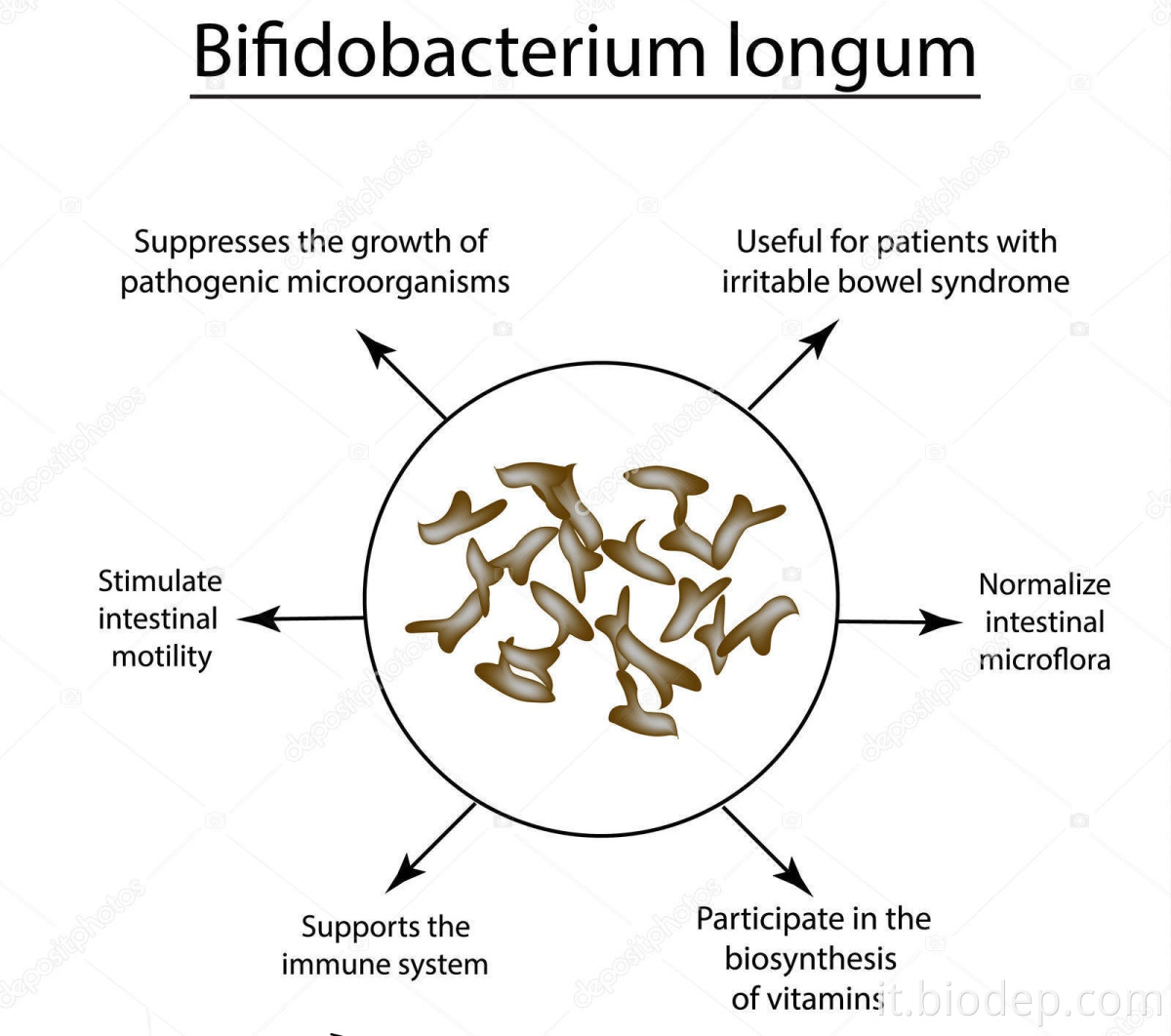 Bifidobacterium longum1
